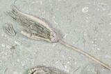 Beautiful Crinoid Plate ( Species) - Crawfordsville, Indiana #104752-2